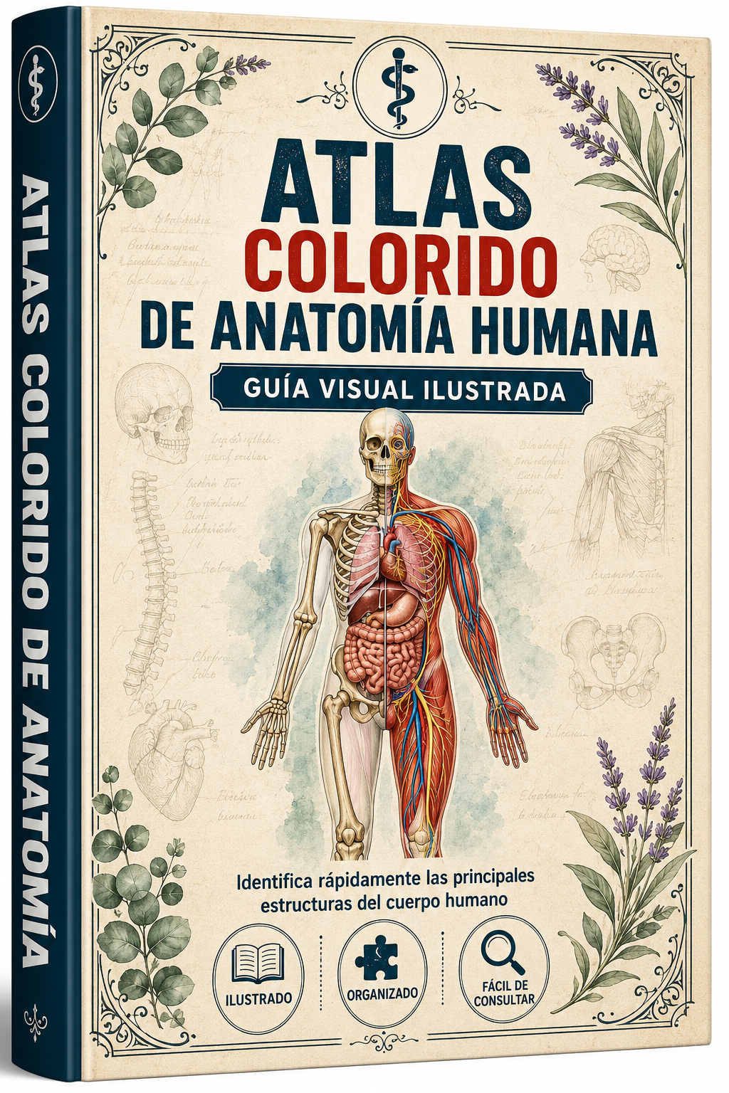 Atlas Colorido de Anatomía Humana